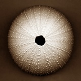 Sea Urchin Photographie par John Kuss