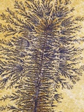 Manganese dendrites, Southwestern USA Lámina fotográfica por Ken Lucas