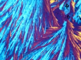 Testosterone crystals Lámina fotográfica por Arthur Siegelman