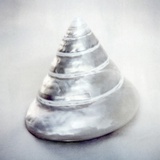 Pearl Trochus Shell Photographic Print by John Kuss