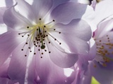 Cherry blossoms Photographic Print by Frank Krahmer