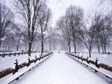 Central Park in winter Photographic Print by Gildo Nicolo Spadoni
