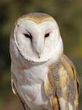Barn Owl (Tyto alba) at the Sonoran Desert Museum, Tucson, Arizona, USA Photographic Print by Tim Zurowski