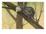 A Painting of an Opossum Clinging to a Tree Branch Giclee Print by Louis Agassiz Fuertes
