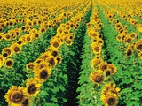 Sunflower Field Near Oakbank, Manitoba, Canada Photographic Print by Dave Reede