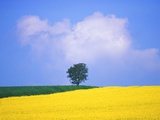 Canola Crop with Lone Tree, Blue Sky and Cumulus Clouds in South of France Photographic Print by Chris Cheadle