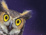 Close-up of owl's face Photographic Print