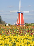 Windmill and Tulip Festival, Wooden Shoe Tulip Farm, Woodburn, Oregon, USA Photographic Print