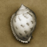 Spotted Bonnet Shell Photographie par John Kuss