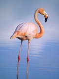 Greater Flamingo (Phoenicopterus Ruber), Isabela Island, Galapagos Archipelago, Ecuador Photographic Print by Wayne Lynch