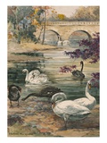 A painting of several black and white swans Giclee Print by Hashime Murayama