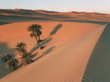 Date palms in a dune near Lake Maflu Photographic Print by Frank Krahmer