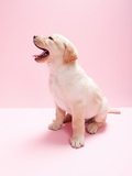 Labrador puppy Photographic Print