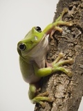Close up of tree frog Lámina fotográfica Close up of tree frog Lámina fotográfica