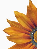 Treasure flower Photographic Print by Frank Krahmer