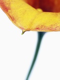 Calla lily Photographic Print by Frank Krahmer