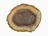 Cross-section of a Petrified Fern stem (Tieteasingularis), Brazil, South America. Photographic Print