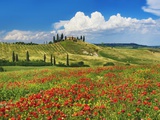 Farmhouse with Cypresses and Poppies Photographic Print by Frank Krahmer