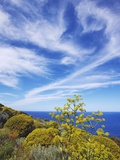 Giant fennel and tree spurge on Stromboli Island Fotografisk trykk av Frank Krahmer Giant fennel and tree spurge on Stromboli Island Fotografisk trykk av Frank Krahmer