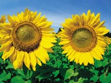 Sunflowers Near Oakbank, Manitoba, Canada Photographic Print by Dave Reede