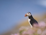 Atlantic puffin in the Shetland Islands Photographic Print by Andrew Parkinson