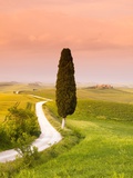 Cypress Tree by Dirt Road at Sunset Photographic Print by Frank Lukasseck