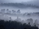 Rothiemurchus Forest in Cairngorms National Park Photographic Print by Andrew Parkinson