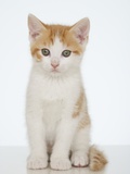 Studio shot of kitten Photographic Print