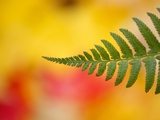Fern leaf in fall Photographic Print by Craig Tuttle