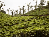 Trees in a tea garden, Mysore Photographic Print