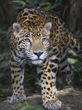 Jaguar in forest in Belize Fotografisk tryk af Keren Su