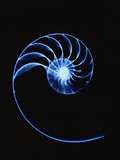 X-ray Image, Shell Fotografie-Druck