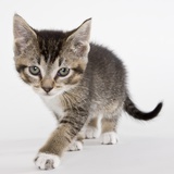 Chaton tigré Photographie par Michael Kloth