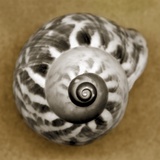 Tiger Snail Photographic Print by John Kuss