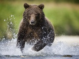Brown Bear Fishing for Spawning Salmon at Geographic Harbor Photographic Print by Paul Souders