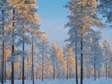 Snow-covered forest Fotografisk tryk af Bruno Ehrs Snow-covered forest Fotografisk tryk af Bruno Ehrs