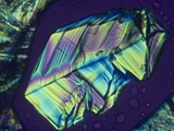 Progesterone crystals Lámina fotográfica por Arthur Siegelman