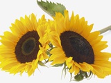 Two sunflowers (Helianthus annuus), close-up Photographic Print