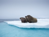 Group of Walrus on ice Photographic Print by Paul Souders