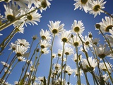 Sun and blue sky through daisies Photographic Print by Craig Tuttle