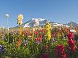 Wildflowers in Mount Rainier National Park - Washington, Mt Rainier National Park, Washington State Photographic Print