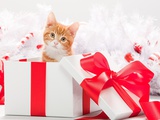 Kitten in christmas gift box Photographic Print