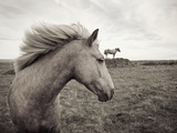 Horses in Field Photographic Print by Angela Drury