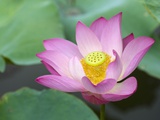 Pink water lily Photographic Print