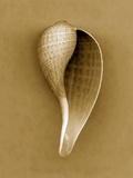 Graceful Fig Shell Photographic Print by John Kuss