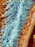 Sperm in rat testes Lámina fotográfica por Micro Discovery