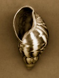 Babylon Shell Photographic Print by John Kuss