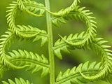 Cinnamon Fern (Osmunda Cinnamomea) Detail of Emerging Fronds, Lively, Ontario, Canada. Photographic Print by Don Johnston