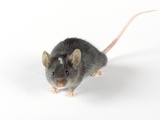 Mouse Photographic Print by Darwin Wiggett