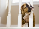 Bulldog puppy with head between balusters Photographic Print by Jim Craigmyle